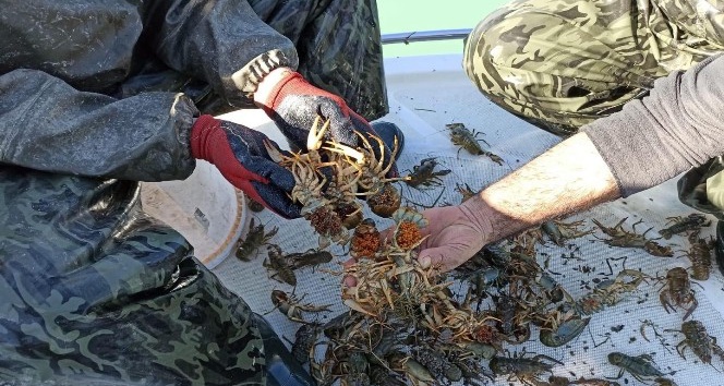 Eğirdir Gölü’nde kaçak avlanılan 300 kilogram canlı kerevit göle bırakıldı