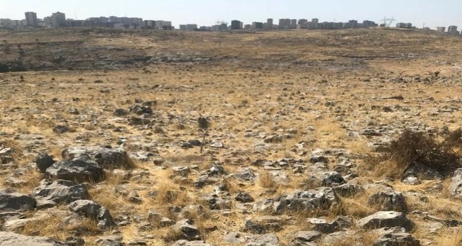 Mardin’de 15 lavanta bahçesi için tarım alanı oluşturuldu