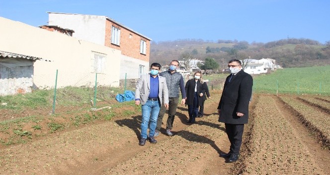 Çan Belediyesi salep fidelerinin gelişimini Tarım Müdürlüğü ile birlikte takip ediyor