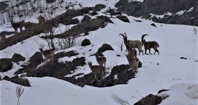 Yaban keçileri için karlı dağlara çıkan ekipler yem bıraktı