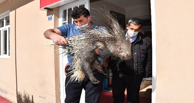 Şırnak’ta, nesli tükenmekte olan oklu kirpi yaralı halde bulundu