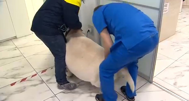 Rusya&#039;da 87 kiloluk köpek rehabilitasyona alındı