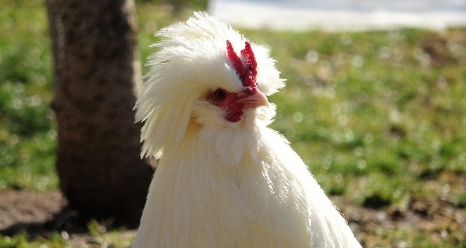 Bir zamanlar saraylarda beslenen tavuk fiyatı ile şaşırtıyor