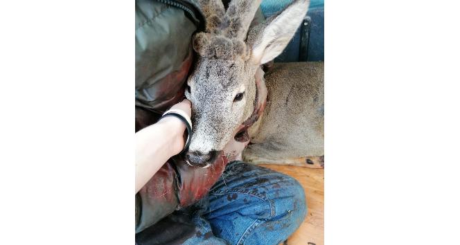 Yaralı bulunan geyik tedavi altına alındı
