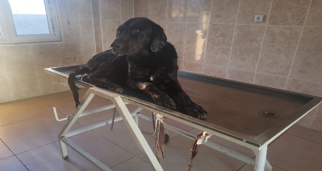 Sular yükseldi mahsur kaldı, imdadına itfaiye ekipleri yetişti