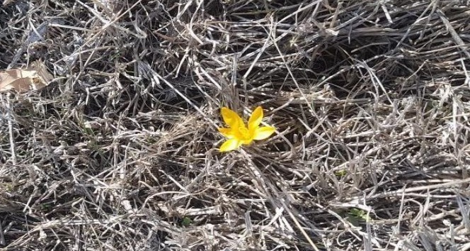 Baharın habercisi çiğdemler erken açtı