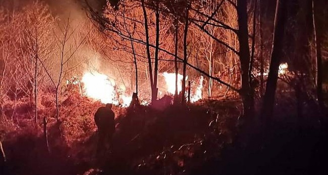 Türkeli’de orman yangını çıktı