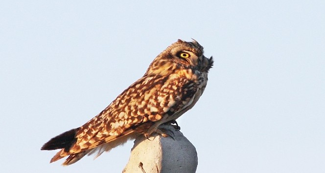 Kuş türlerinin yarısı Hersek Lagününde
