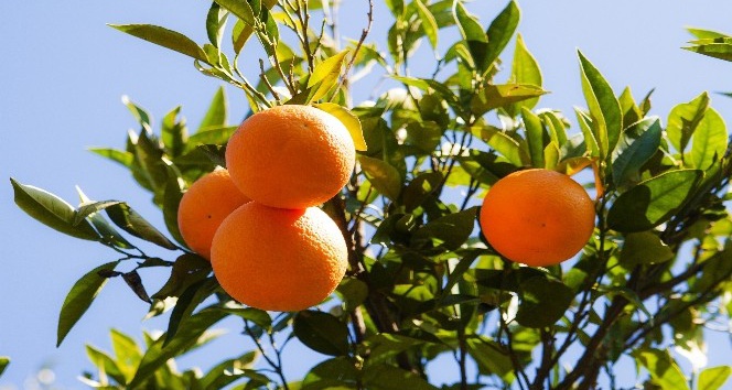 TİGEM 4 bin 700 ton portakal satışı yapacak