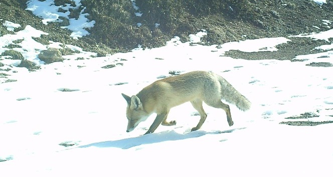 Doğadaki yaban hayvanlarının yaşamı fotokapanda