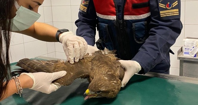 Kırıkkale’de nadir görülen ’paçalı şahin’ yaralı bulundu