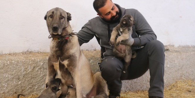 Ünü ülke sınırlarını aştı, fiyatı altınla yarışıyor