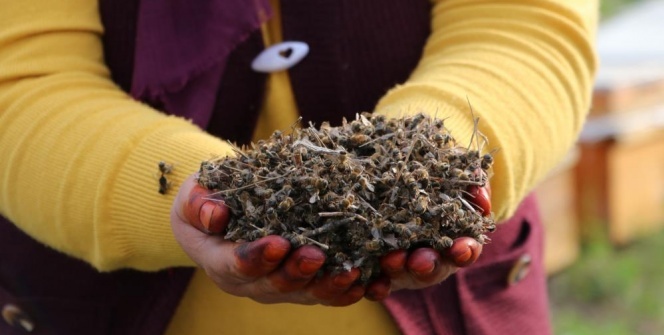 Adana’da milyonlarca arı telef oldu