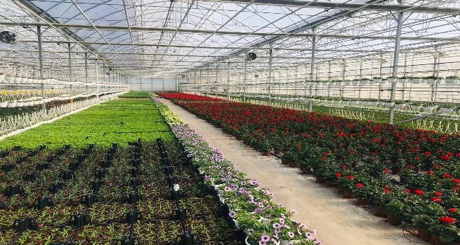 Süs bitkileri sektöründe Sevgililer Günü hareketliliği