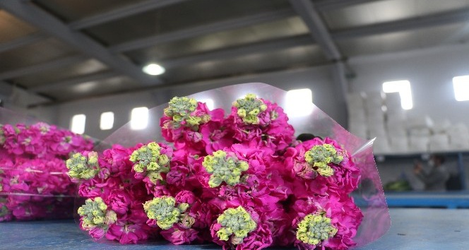 Çiçek mezatlarında kırmızı güle rağbet