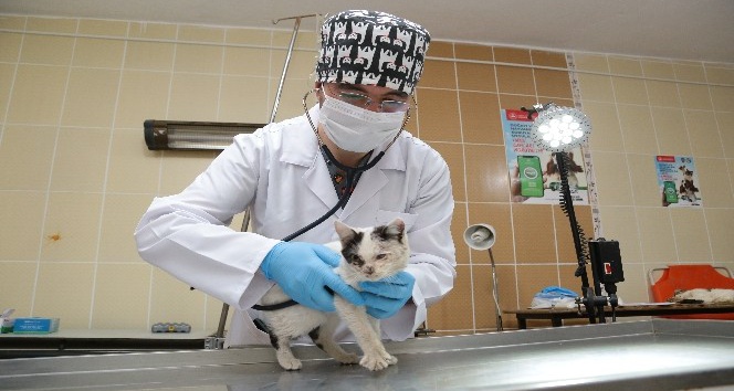 Hasta kedinin yardımına Aksaray Belediyesi yetişti
