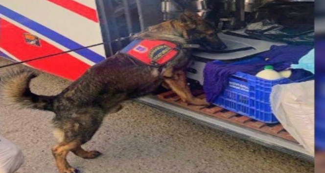 Mardin’de yolcu otobüsünde uyuşturucu ele geçirildi