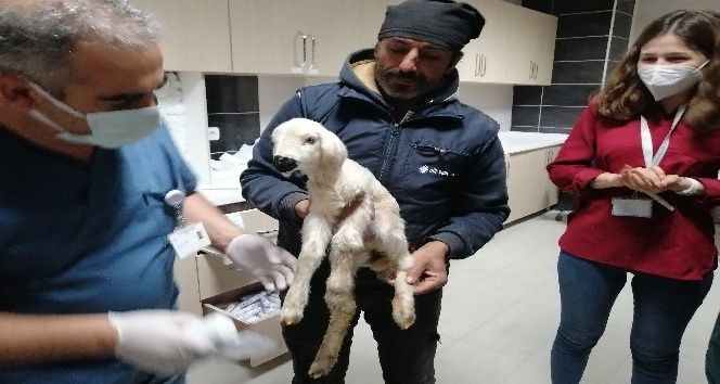 Hastane acil servisinde meleyen kuzu seferberliği