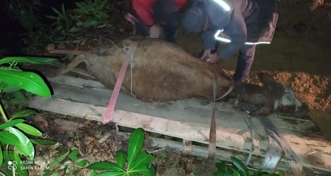Türkeli’de uçurumda mahsur kalan büyükbaş hayvan kurtarıldı