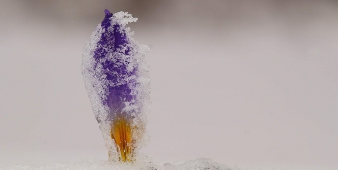 Bu çiçeği koparmanın cezası 80 bin lira oldu