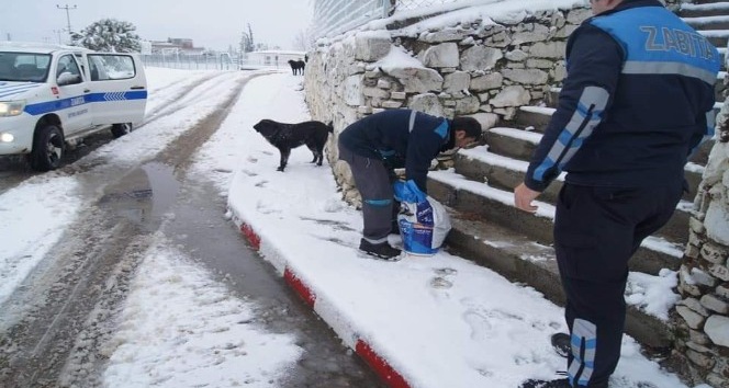 Geyikli Belediyesi sokak hayvanlarını unutmadı