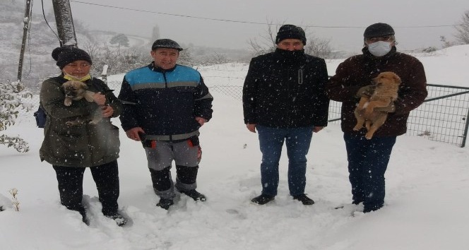 Yavru köpekler kurtarıldı