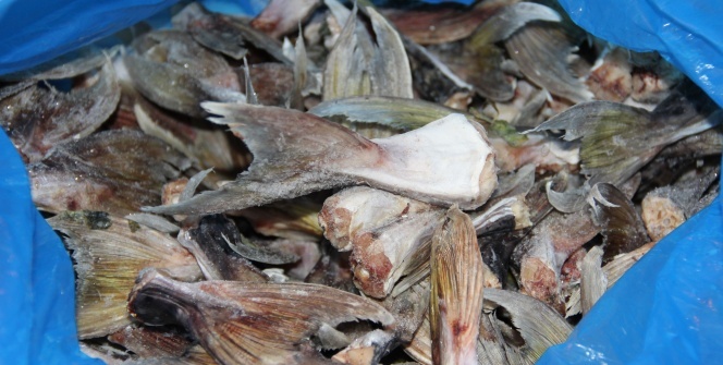 Bu balığın kuyruğu balıkçılara binler kazandırdı