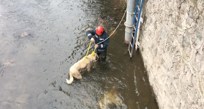 Buz gibi suda mahsur kalan çoban köpeğini itfaiye ekipleri kurtardı
