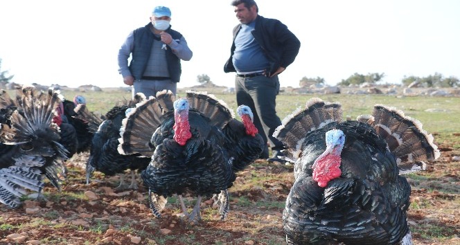 Satılık hindi bulamayınca kendi işini kurdu
