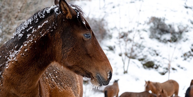 Minik Kuzey’in Spil’deki yılkı atlarıyla imtihanı