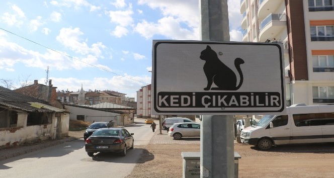Dikkat kedi çıkabilir