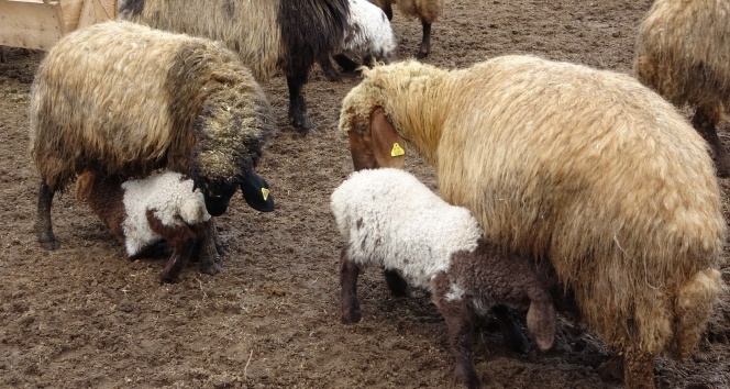 Muş’ta süt kuzularının anneleriyle buluşma anı renkli görüntülere sahne oldu