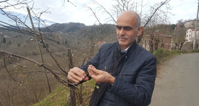 Hava sıcaklıkları fındığı olumsuz etkiledi