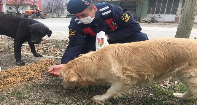 Bucak’ta Jandarma ekipleri, sokak hayvanlarını unutmadı