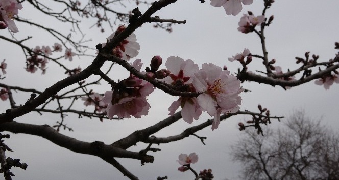 Kış yüzü görülmeyen Mardin’de badem ağaçları çiçek açtı