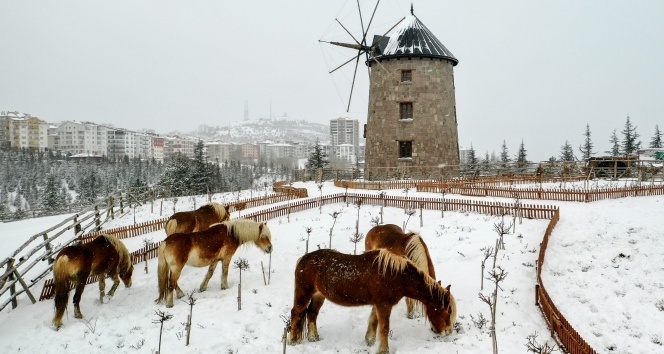İzmir&#039;de faytonların kaldırılması ile özgür kalan atların kar keyfi