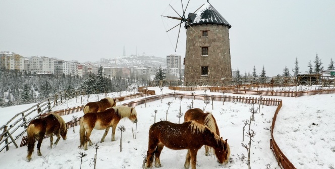 İzmir'de faytonların kaldırılması ile özgür kalan atların kar keyfi