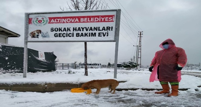 Sokaktaki dostlarımız emin ellerde