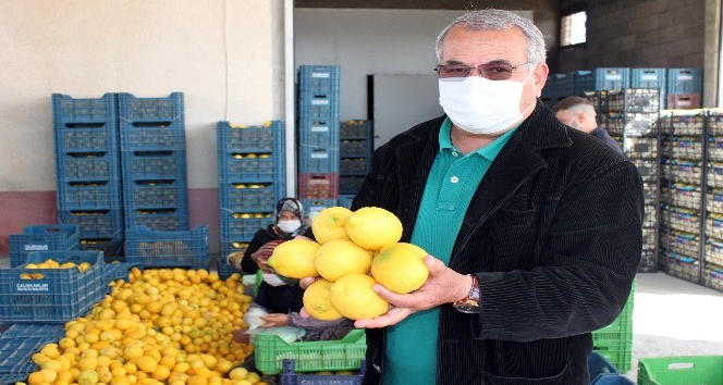 Mersin’de limon hasadı tamamlandı