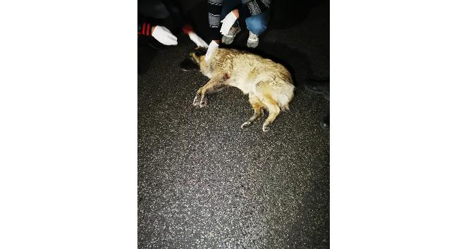 Arabanın çarpıp kaçtığı köpeğe çevredeki gençler sahip çıktı