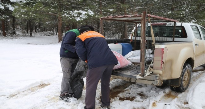 Erbaa Belediyesi kış şartlarında yiyecek bulmakta zorlanan yaban hayvanları için çalışma yaptı