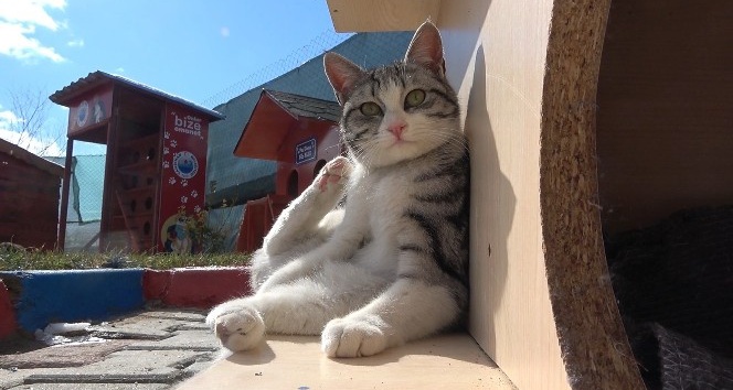 Engelleri kaldıran ’kedi köyü’