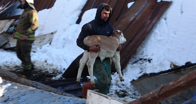 Tuzla’da ahırın çatısı çöktü, 60’a yakın hayvan kurtarıldı
