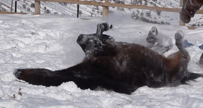 1744 rakımlı Dinek Dağı’nda kar banyosu yapan atların keyifli anları