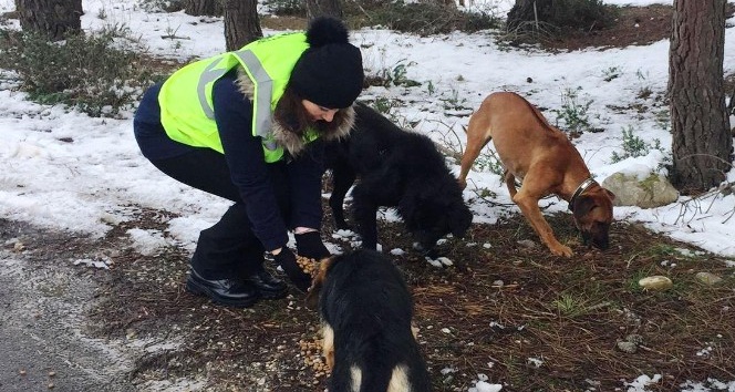 Sinop İl Özel İdaresi ağır kış günlerinde hayvan dostları unutmadı