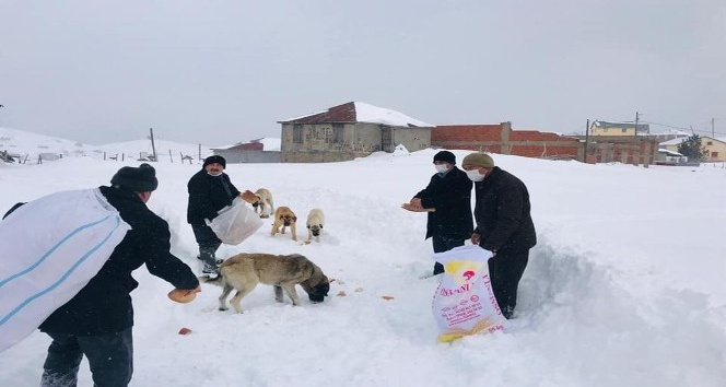 Bektaş yaylasında sokak hayvanları unutulmadı