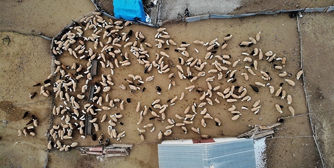 Yüzlerce kuzunun anneleriyle duygusal buluşması