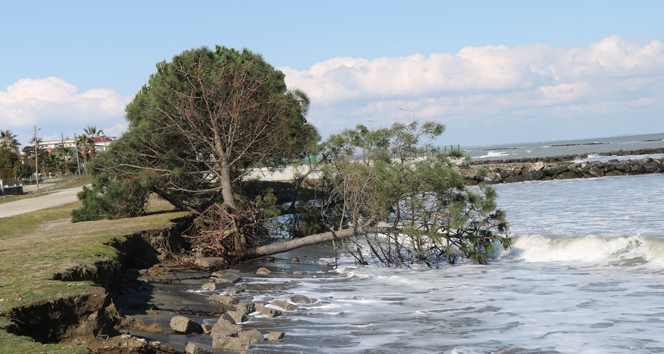 Kıyı erozyonu birçok ağacı kökünden söktü