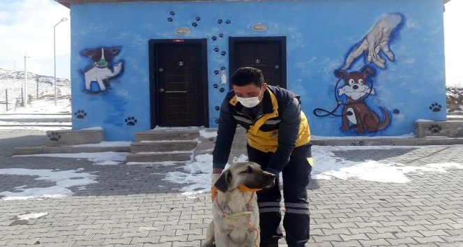 Gözleri görmeyen köpeğe Nevşehir Belediyesi sahip çıktı