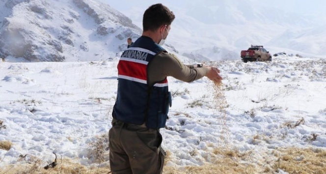 Erzincan’da yılkı atları ve yaban hayvanları için doğaya yem bırakıldı